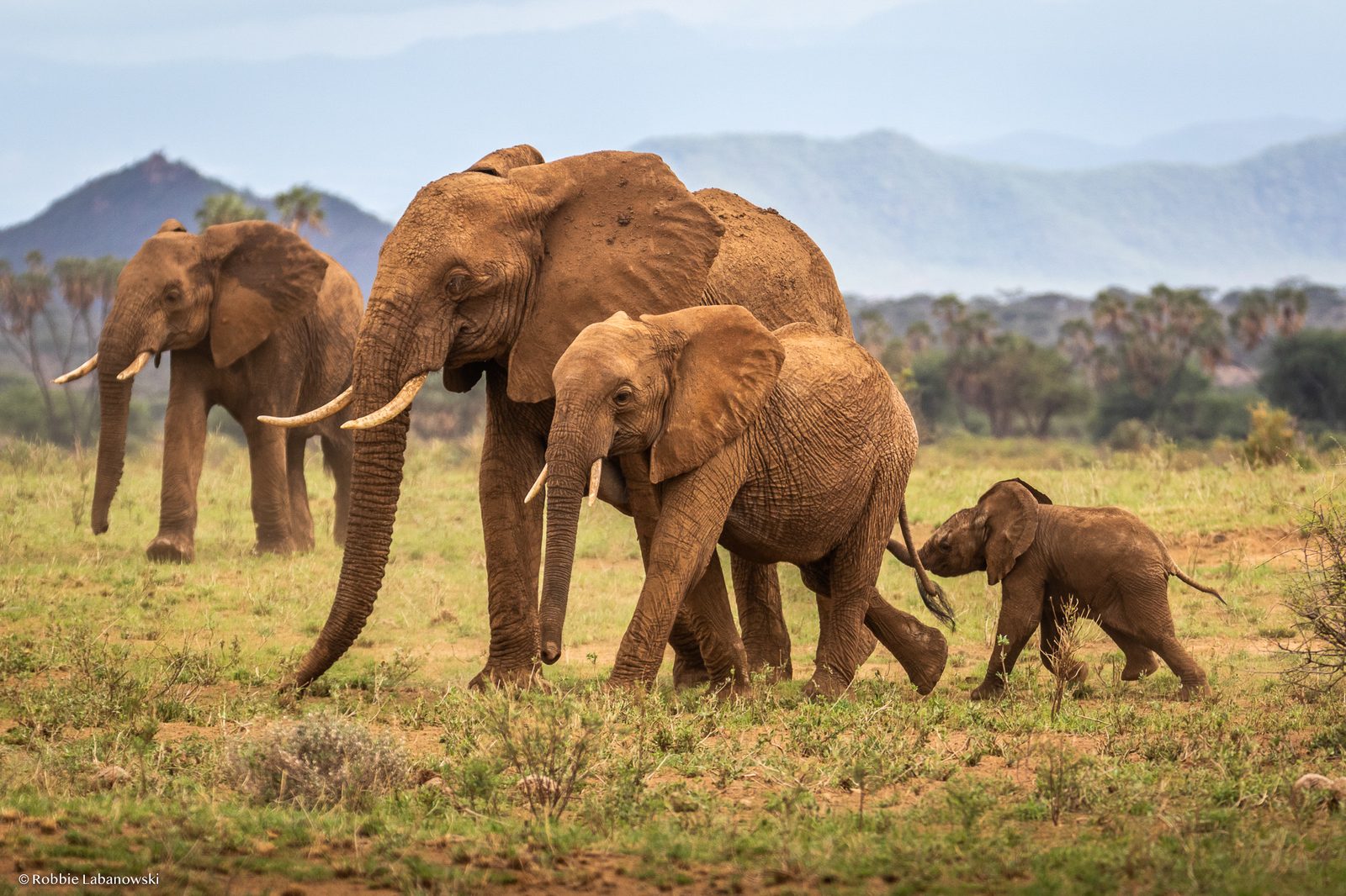 What Elephants Can Teach Us About Fighting Cancer